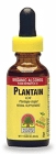 PLANTAIN LEAVES 1 OZ