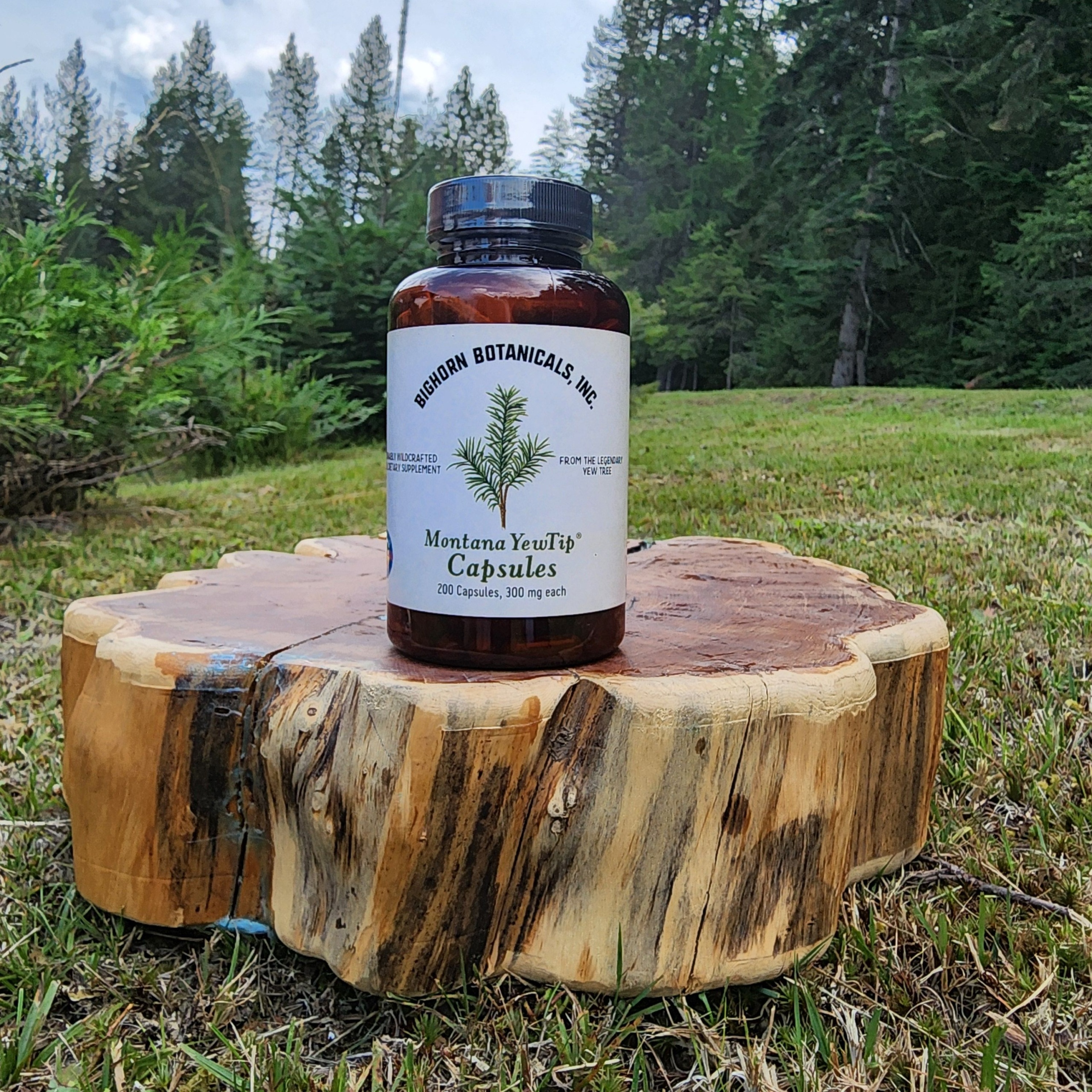 BIGHORN BOTANICALS MONTANA YEW TIP 200 CAPS